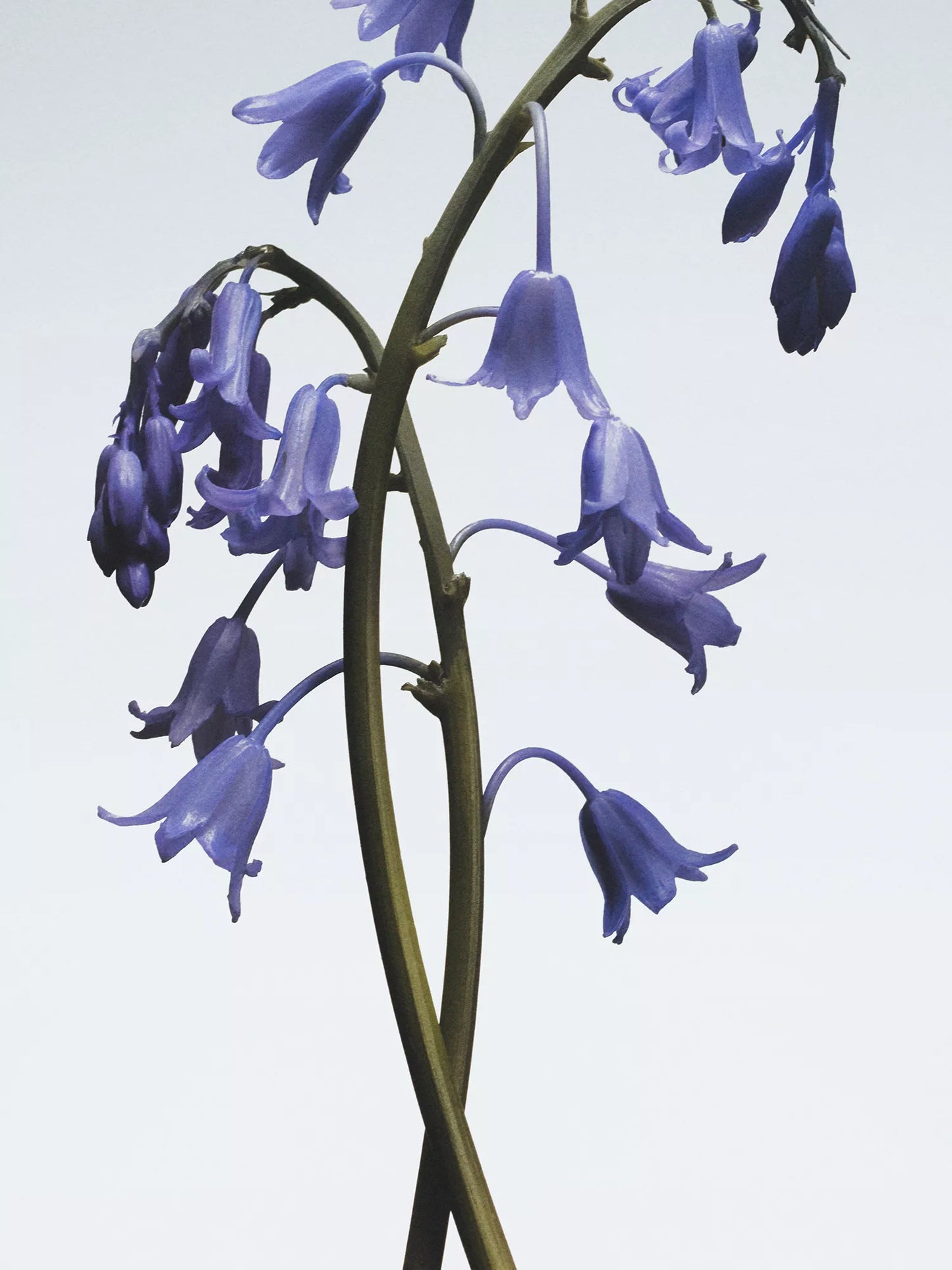 JO MALONE LONDON Wild Bluebell Body & Hand Wash 250ml