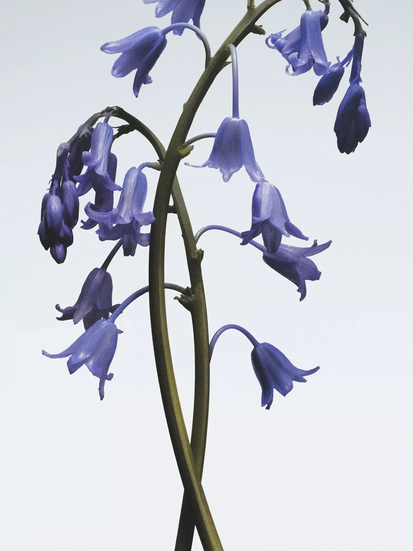 JO MALONE LONDON Wild Bluebell Classic Candle 200g