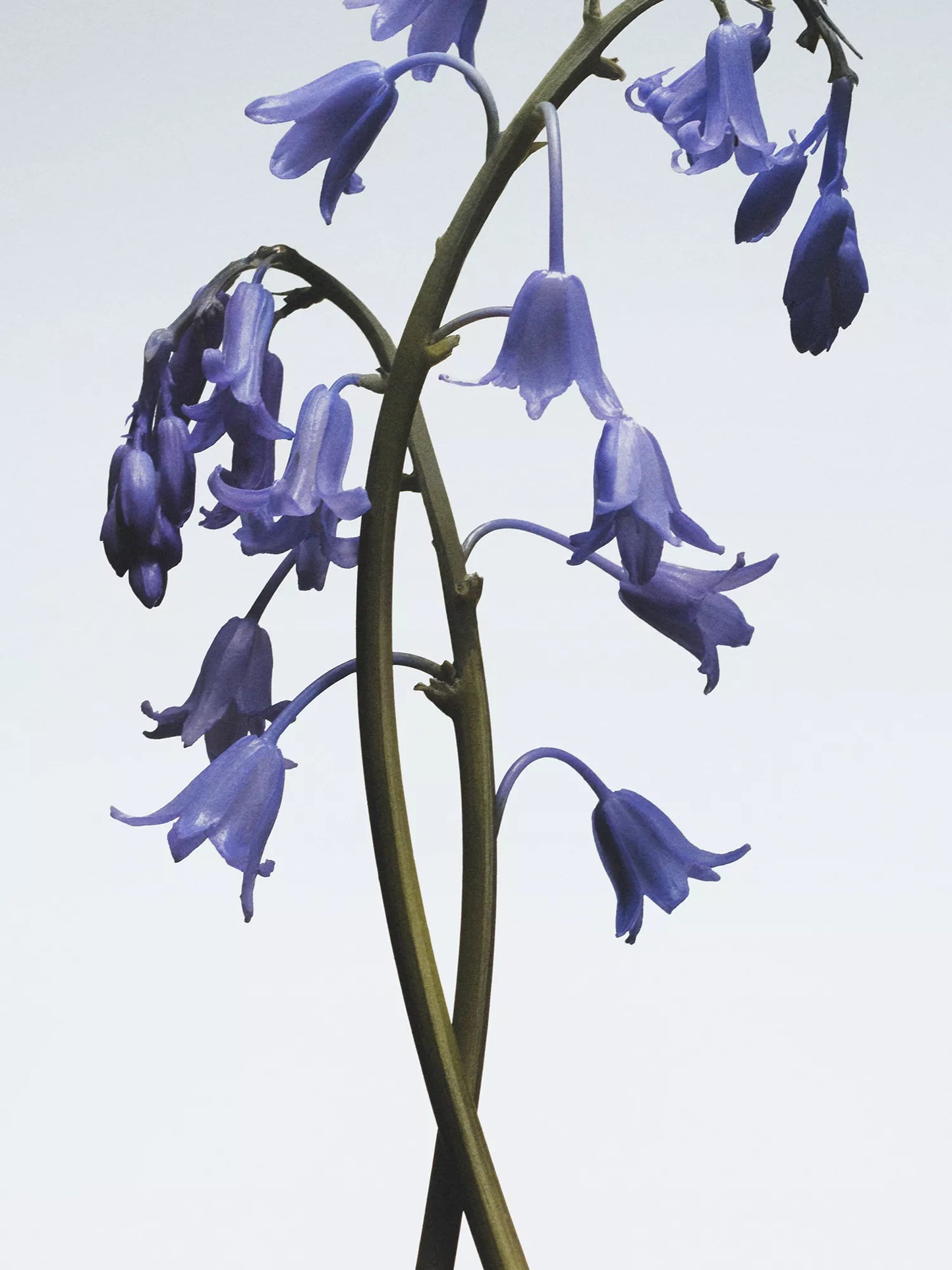 JO MALONE LONDON Wild Bluebell Hair Mist 30ml