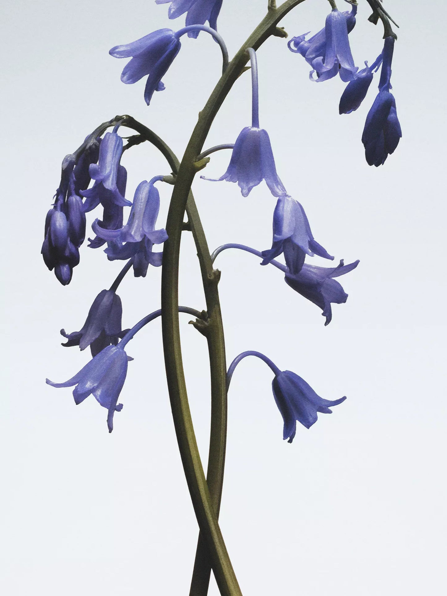 JO MALONE LONDON Wild Bluebell Travel Candle 65g