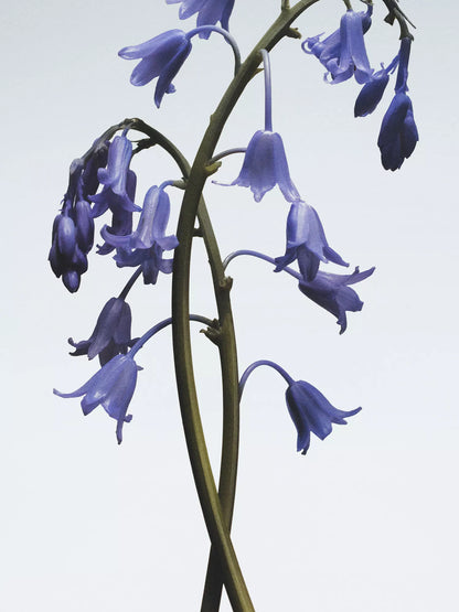 JO MALONE LONDON Wild Bluebell body crème 175ml