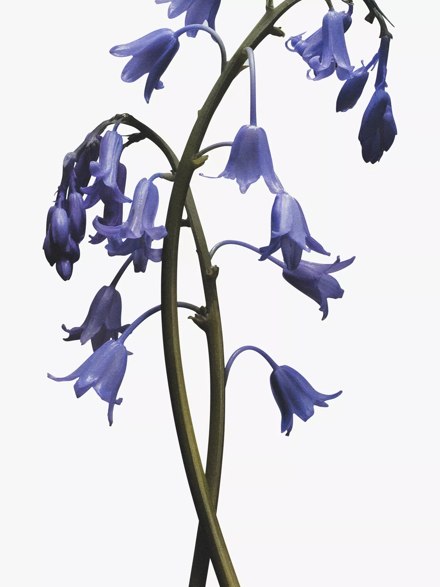 JO MALONE LONDON Wild Bluebell body crème 50ml