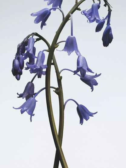 JO MALONE LONDON Wild Bluebell cologne 100ml