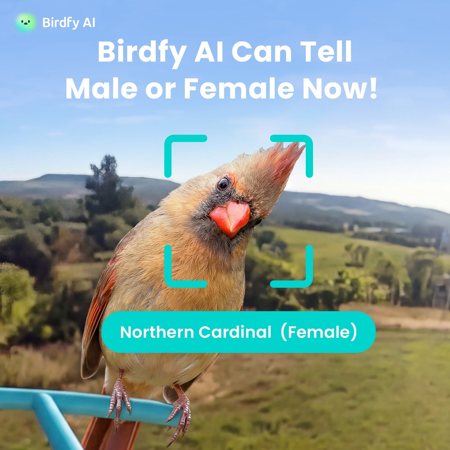 Birdfy Feeder Bamboo A Pro - Smart Metal Feeder with Camera