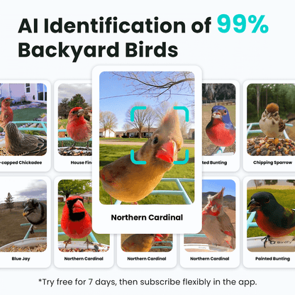 Birdfy Smart Feeder -  Limited Father's Day Gift Set