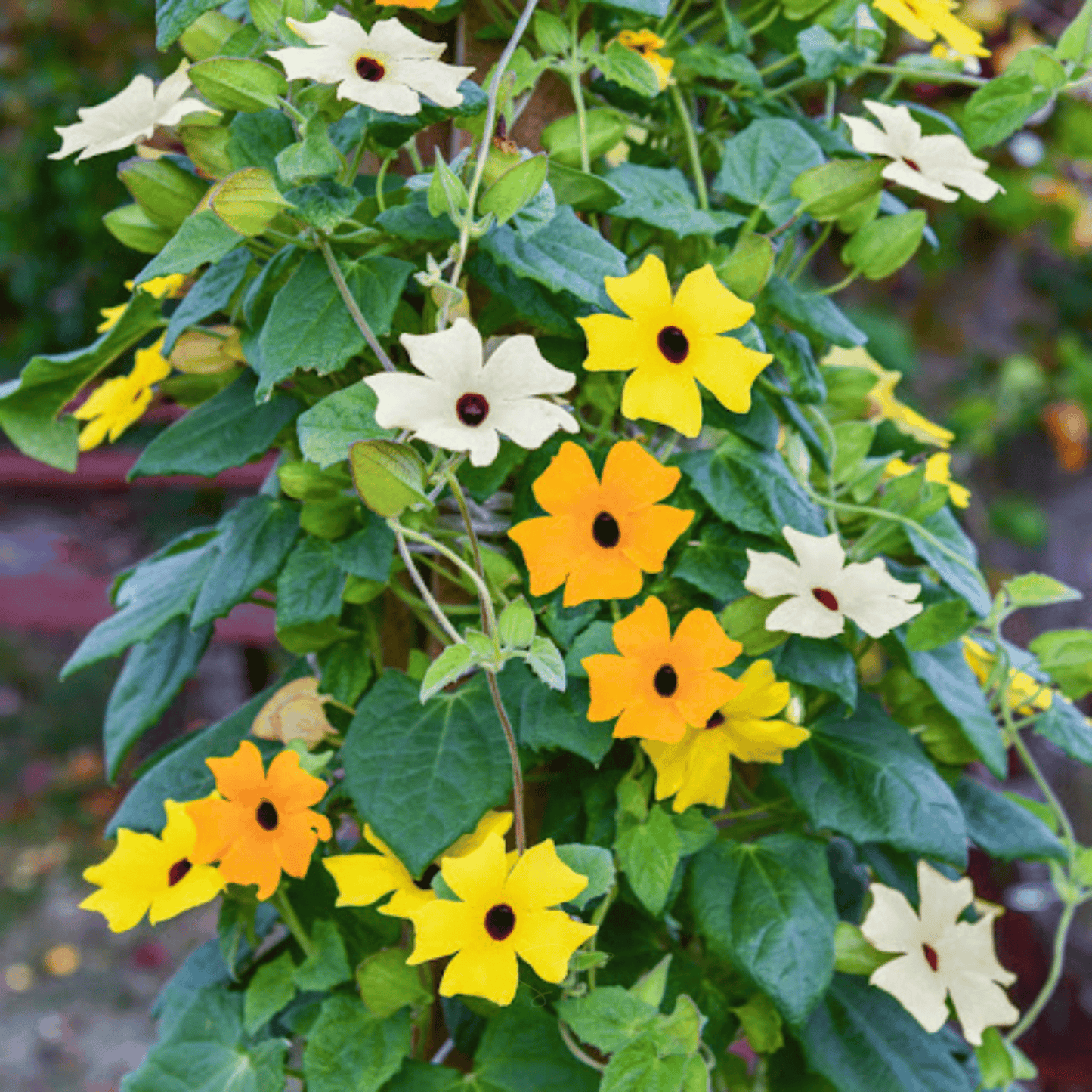 Black Eyed Susan Vine Mix – 50 Seeds