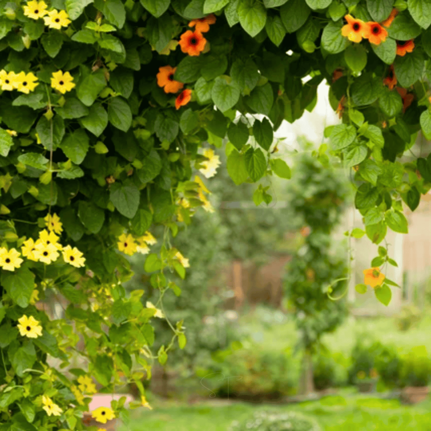 Black Eyed Susan Vine Mix – 50 Seeds