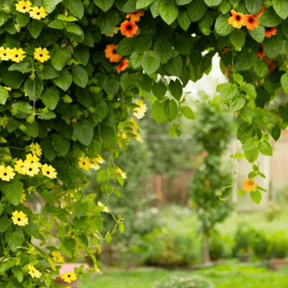 Black Eyed Susan Vine Mix – 50 Seeds