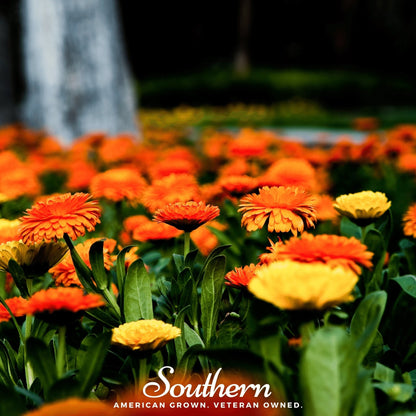 Pacific Beauty Calendula – 100 Seeds