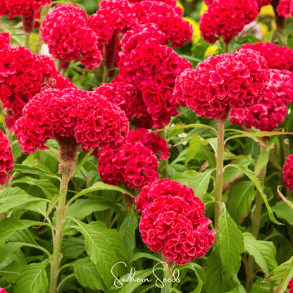 Carmine Cockscomb – 25 Seeds