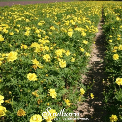 Lemon Sulphur Dwarf Cosmos – 100 Seeds
