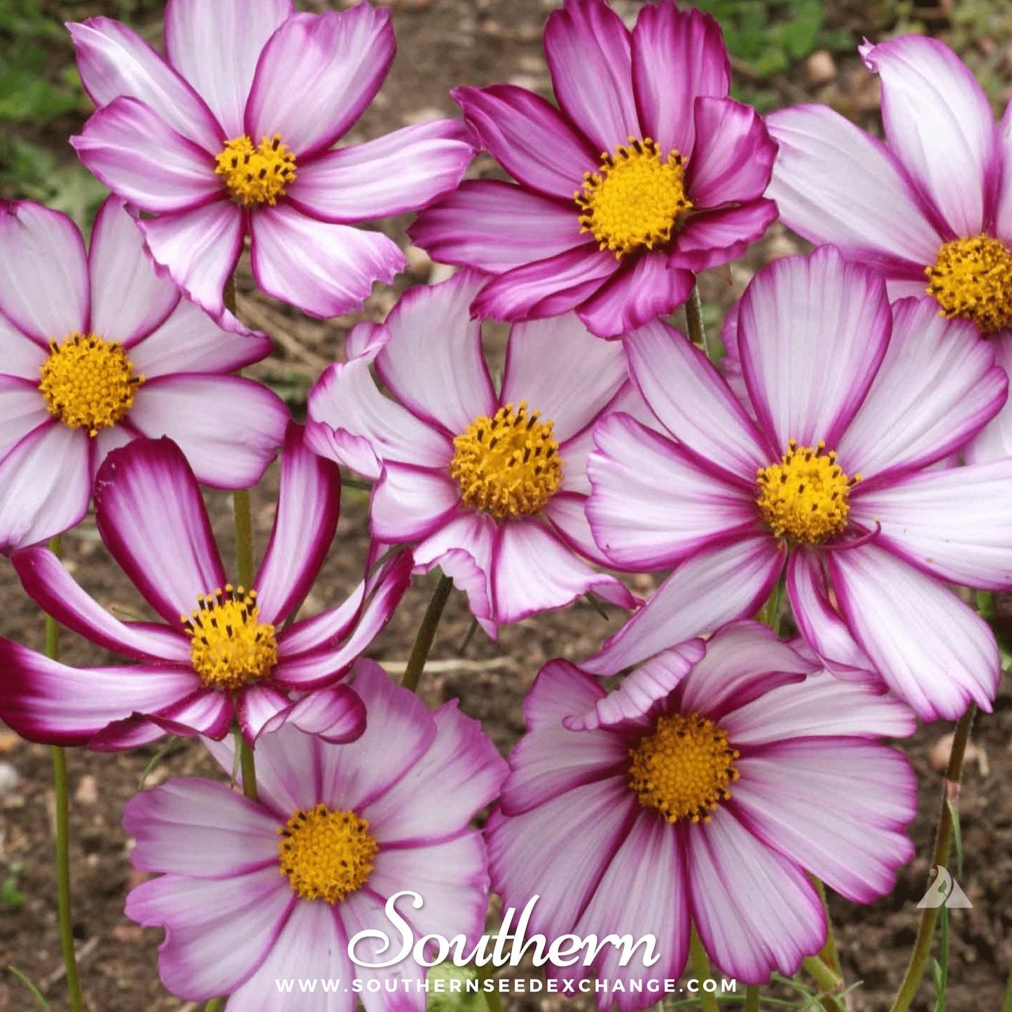 Picotee Cosmos – 100 Seeds