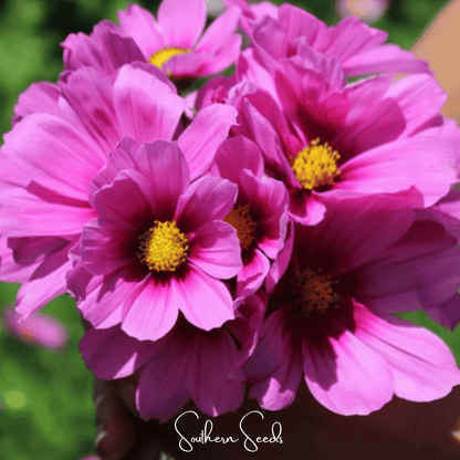 Radiance Cosmos – 100 Seeds