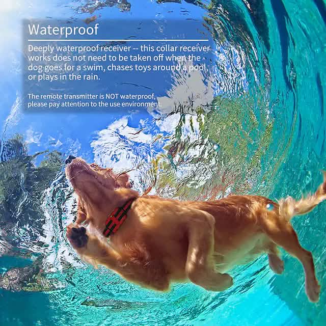 Dog Training Shock Collar