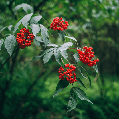 Elderberry Seed Collection (American Black • Red • Blue)