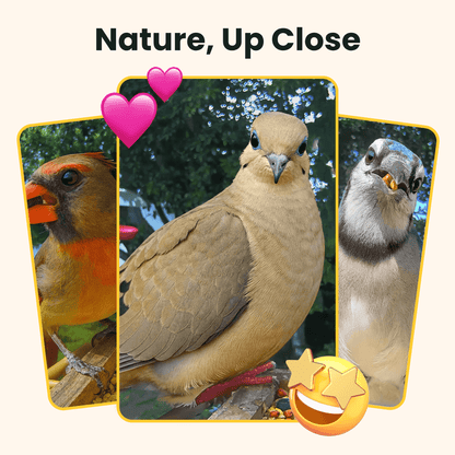 Birdfy Feeder Wood - Wooden Smart Bird Feeder with Camera