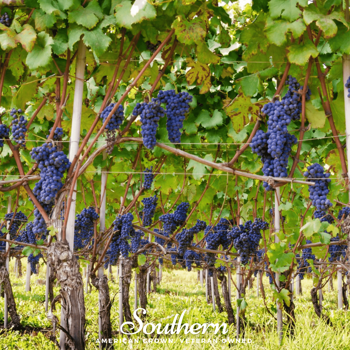 Wine Grapes – 35 Seeds