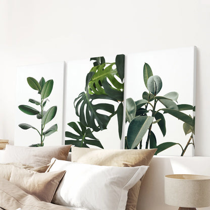 Botanical Set of 3  Prints. Tropical Monstera, Rubber Plant