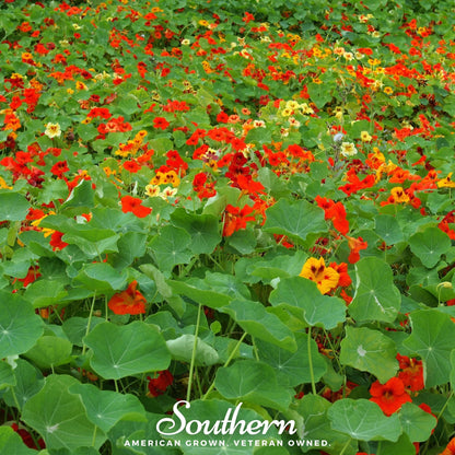 Jewel Nasturtium Mix – 25 Seeds