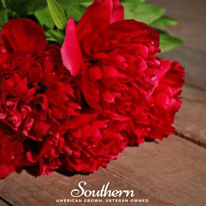 Red Peony Poppy – 100 Seeds