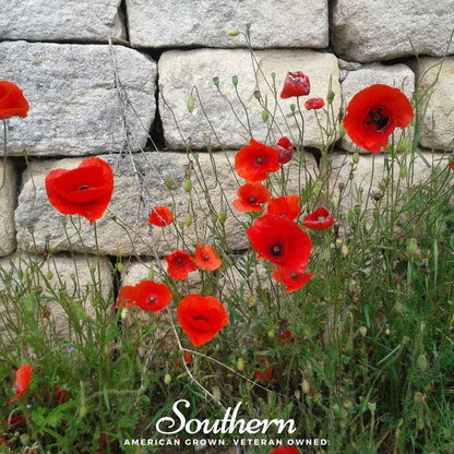 Red Poppy – 100 Seeds