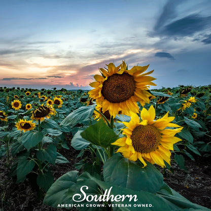 Skyscraper Sunflower – 25 Seeds