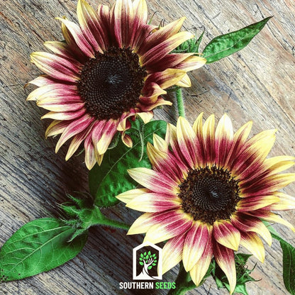Strawberry Blonde Sunflower – 25 Seeds