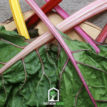 Rainbow Swiss Chard – 150 Seeds