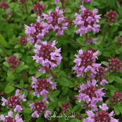 Lemon Thyme – 250 Seeds