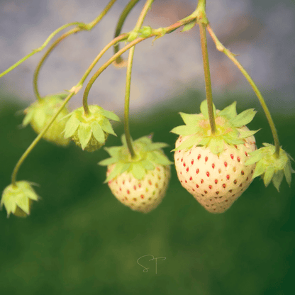 White Soul Strawberry – 100 Seeds
