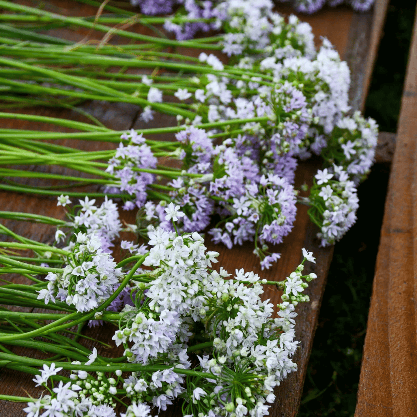Wild Garlic – 25 Seeds
